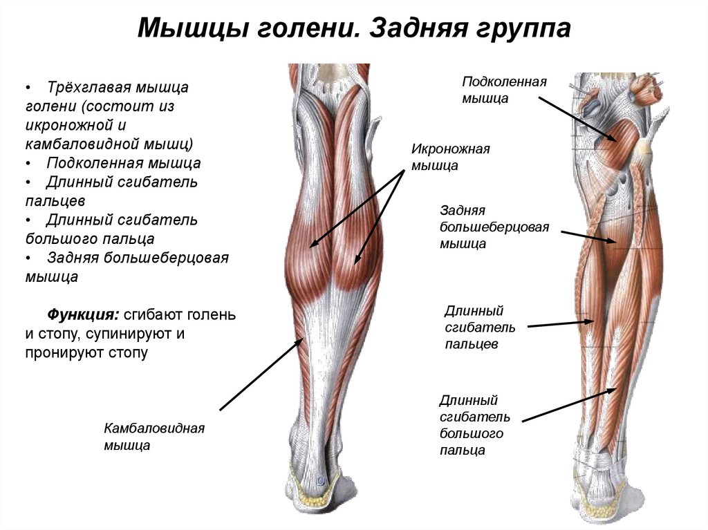 Задняя группа мышц. Мышцы голени задняя группа поверхностный слой. Мышцы задней поверхности голени анатомия. Строение икры ноги человека спереди. Мышцы голени передняя задняя латеральная группа.