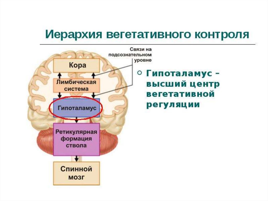 Низших отделов мозга. Центры регуляции вегетативной нервной системы. Регуляция вегетативной нервной системы гипоталамусом. Гипоталамус центр вегетативной нервной системы. Регуляция вегетативной нервной системой гипоталамусом схема.
