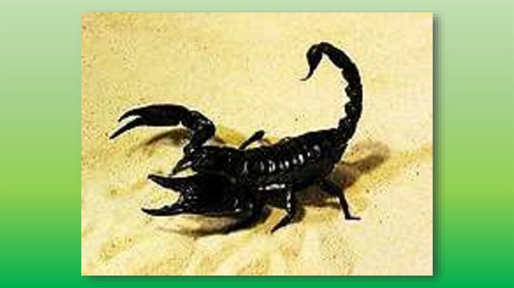 ядовитые скорпионы в россии. скорпион уйдет ли. скорпион живой. клешни скорпиона. скорпион видит людей насквозь.