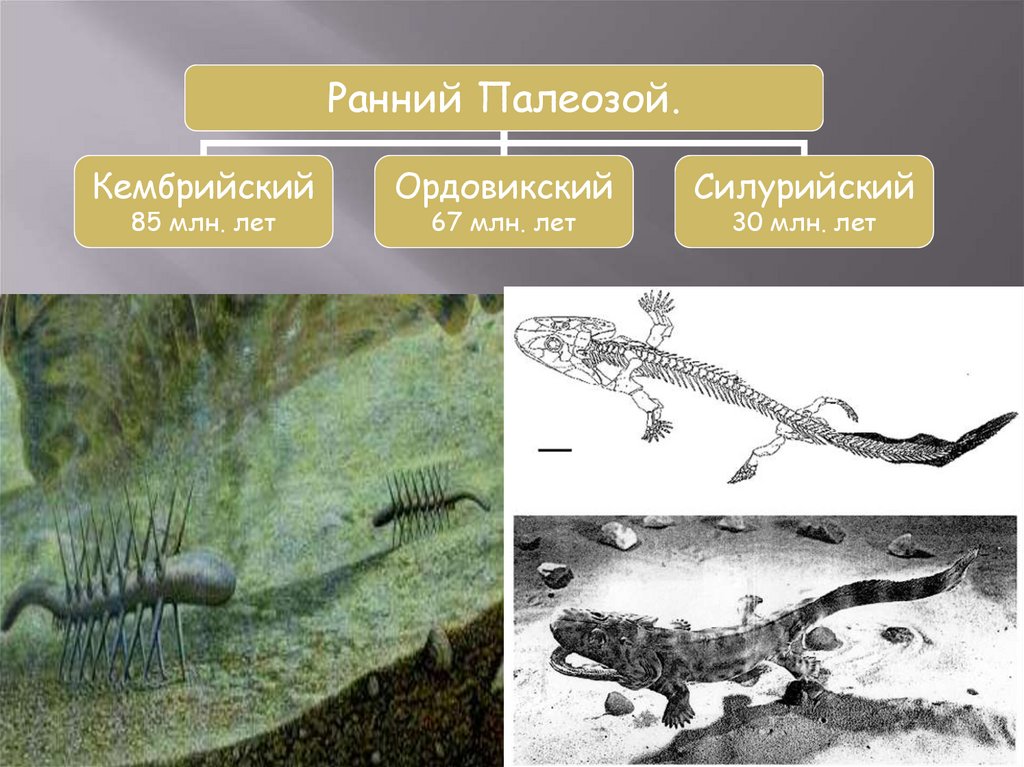 Ранний палеозой кембрий