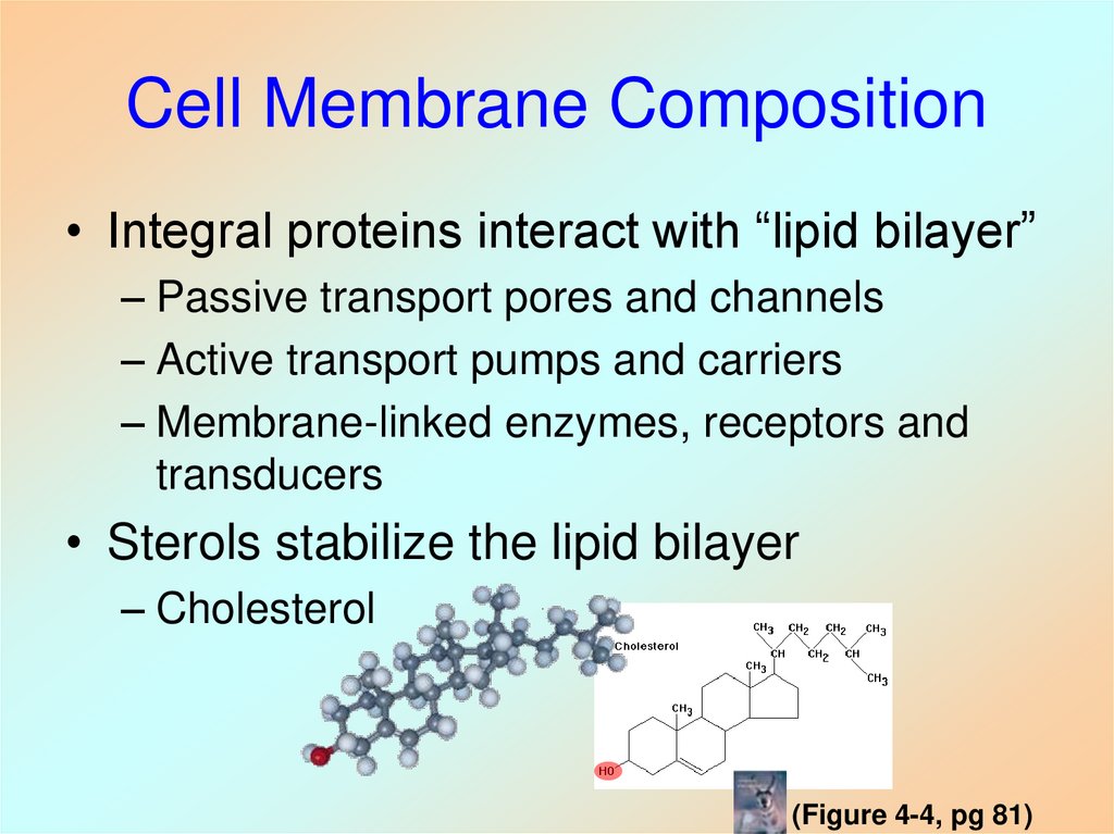 Cell Membrane Composition