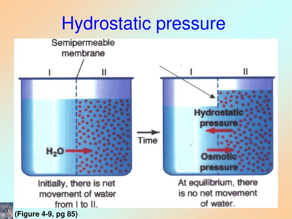 Hydrostatic pressure
