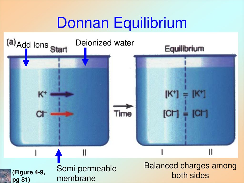 Donnan Equilibrium