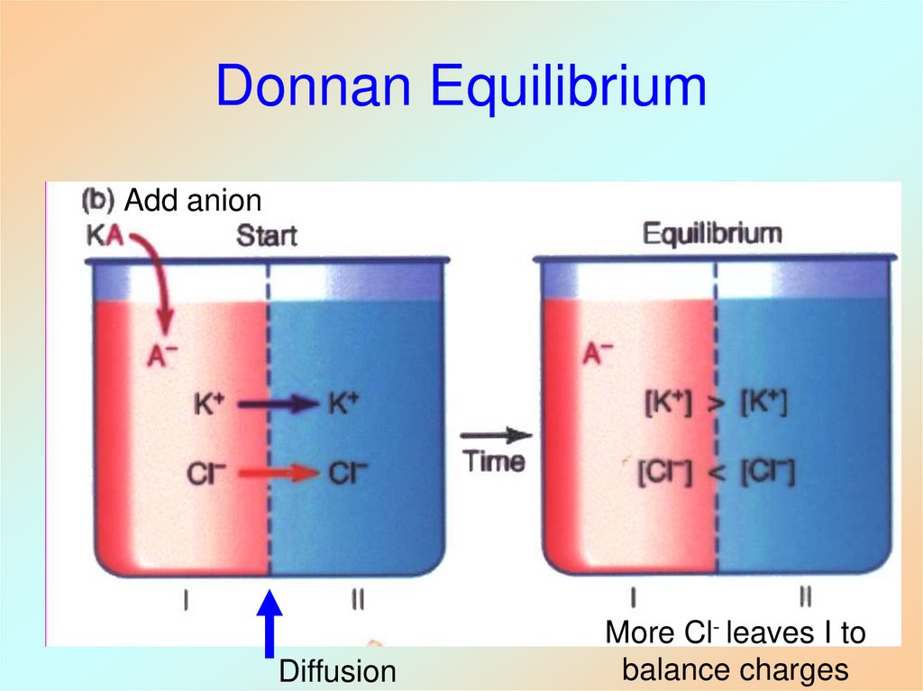 Donnan Equilibrium