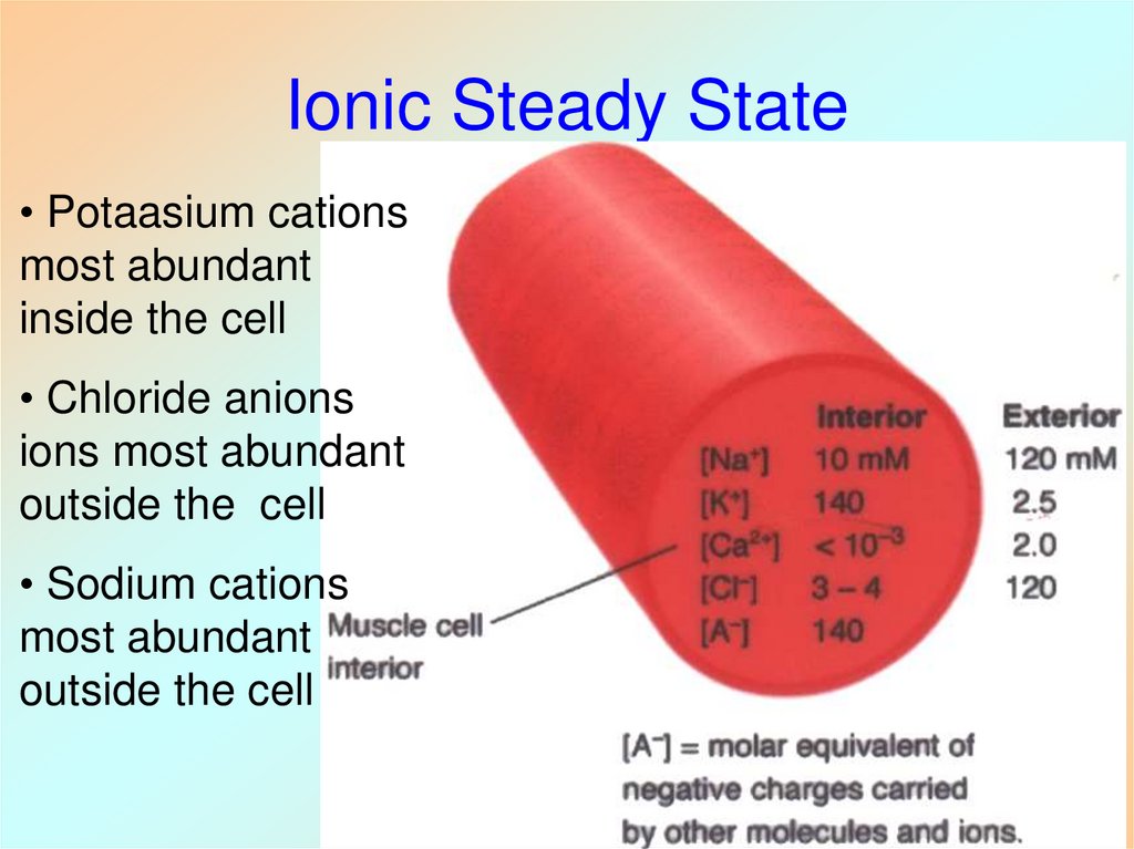 Ionic Steady State