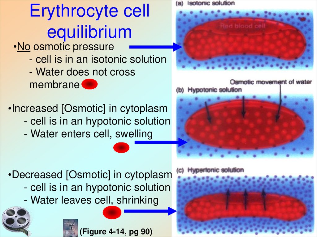 Erythrocyte cell equilibrium