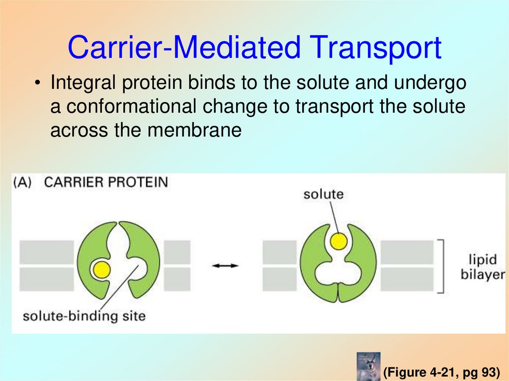 Carrier-Mediated Transport
