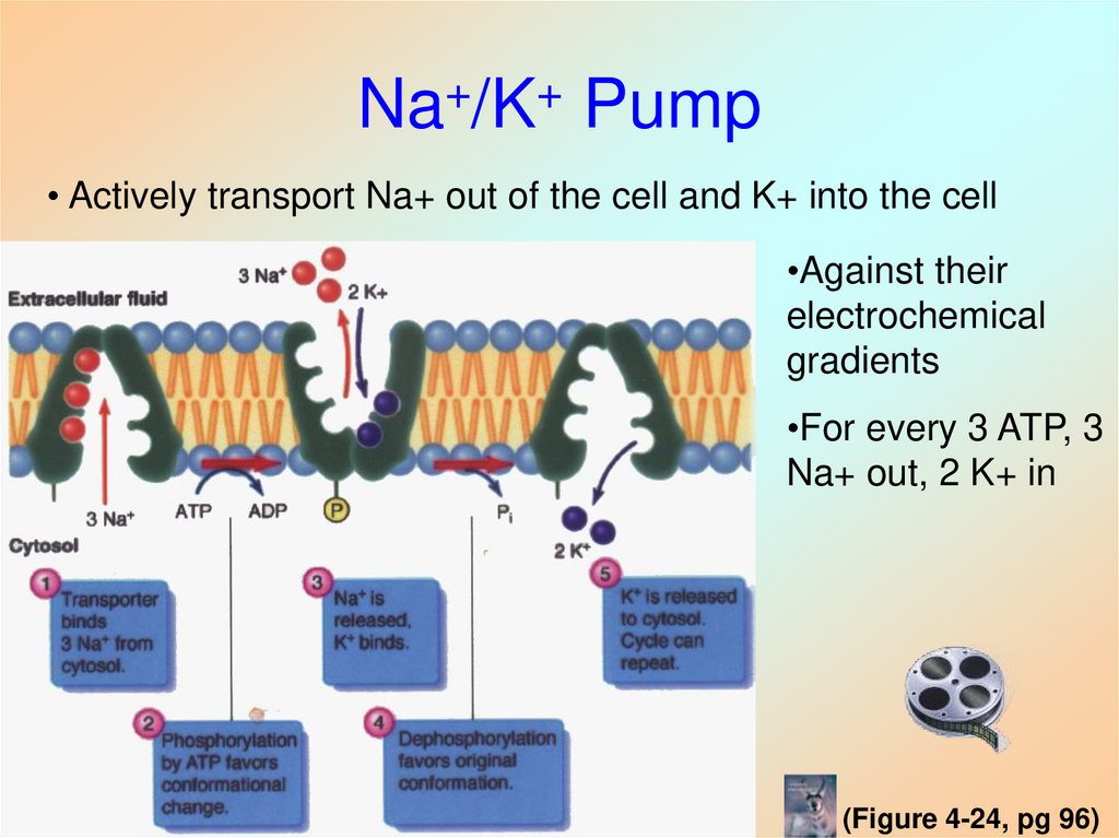 Na+/K+ Pump
