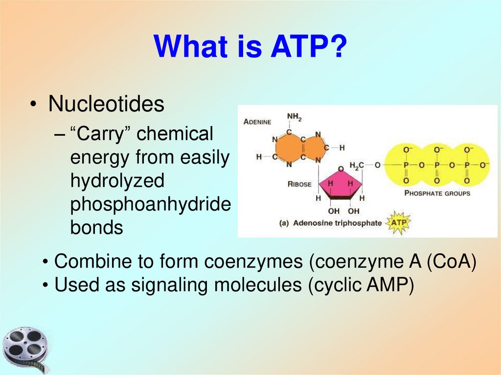 What is ATP?