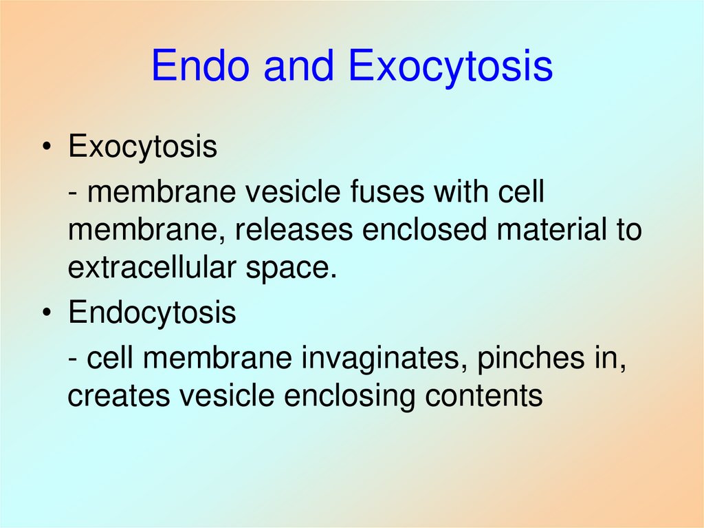 Endo and Exocytosis