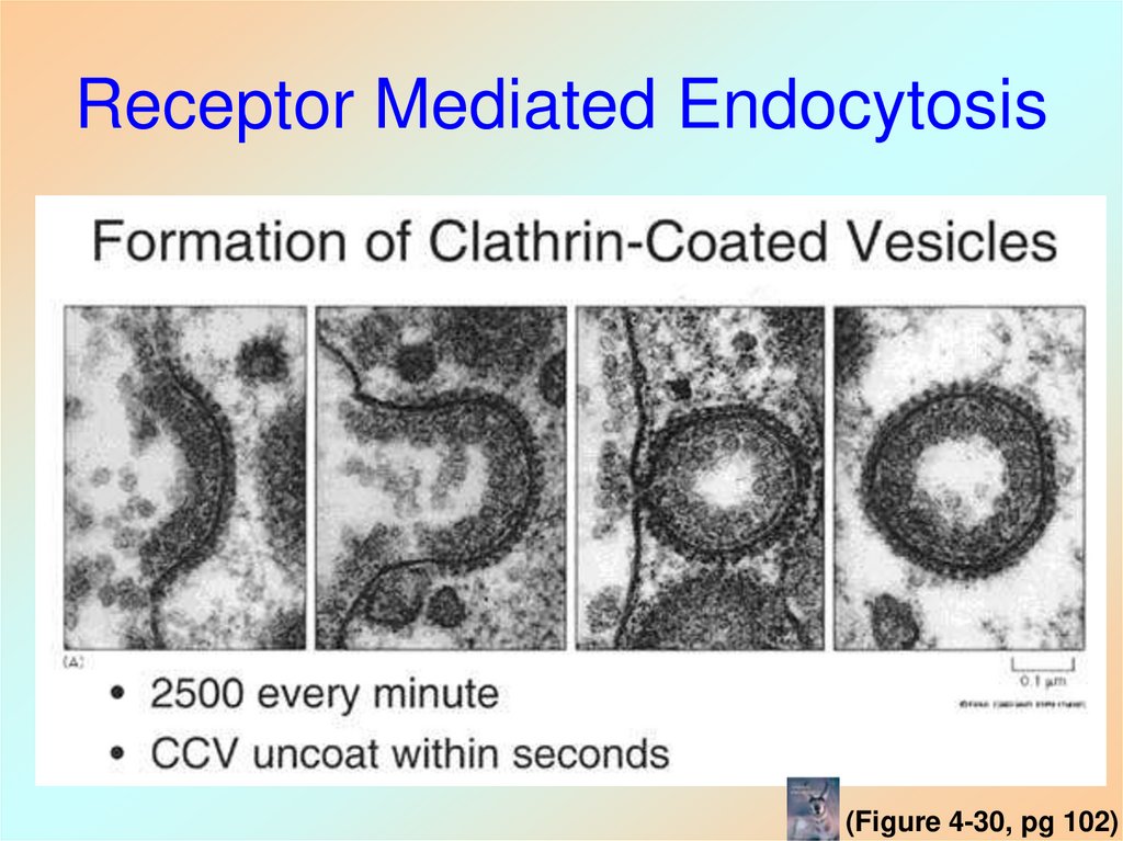 Receptor Mediated Endocytosis