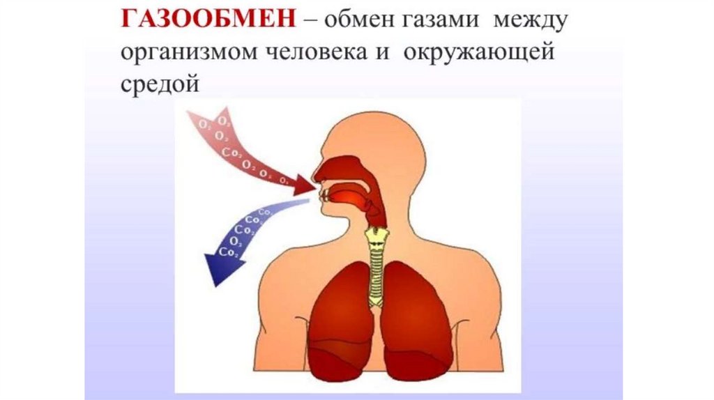 Как называется процесс дыхания человека