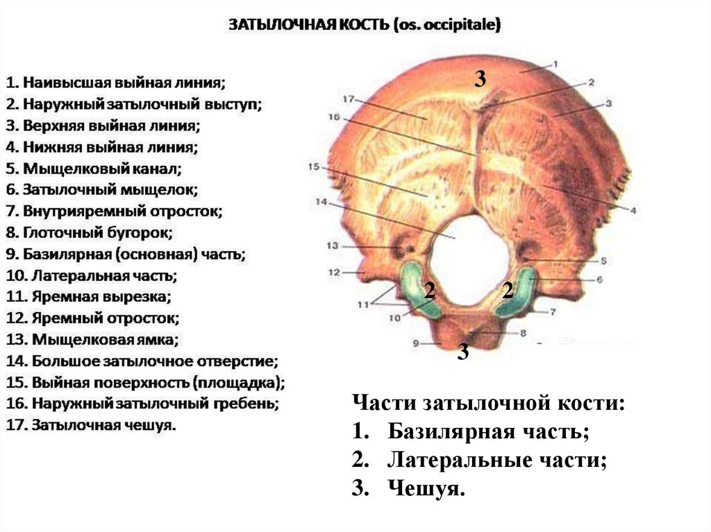 Морфофункциональная характеристика черепа - презентация онлайн