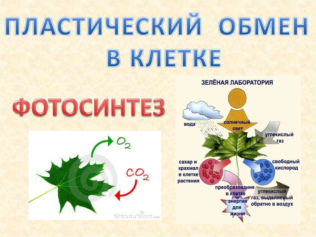 Фотосинтез картинки для презентации