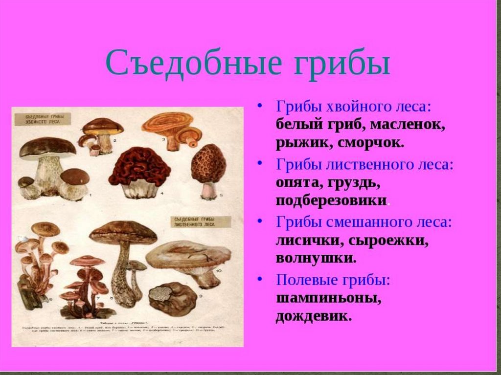 К какому веществу относятся грибы. Съедобные условно съедобные и несъедобные грибы. Условно съедобные грибы биология 5 класс. Съедобные грибы описание. Описание съедобных грибов.