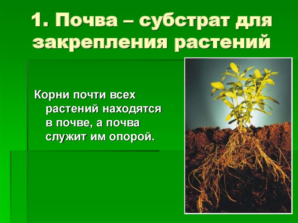 Роль светы в жизни растений. Растения в почве. Роль растений в почве. Взаимосвязь почв и растительности. Влияние почвы на растения.