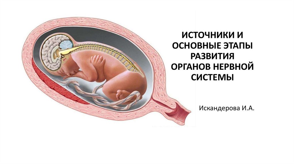 Развитие органов нервной системы презентация