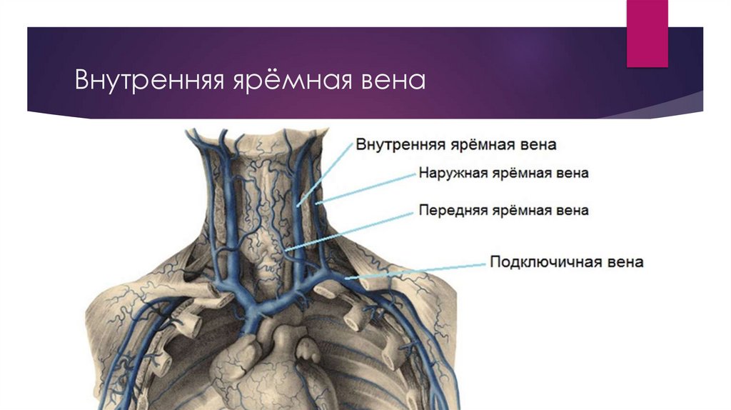 Плечеголовные вены. Внутренняя ярёмная вена - презентация онлайн