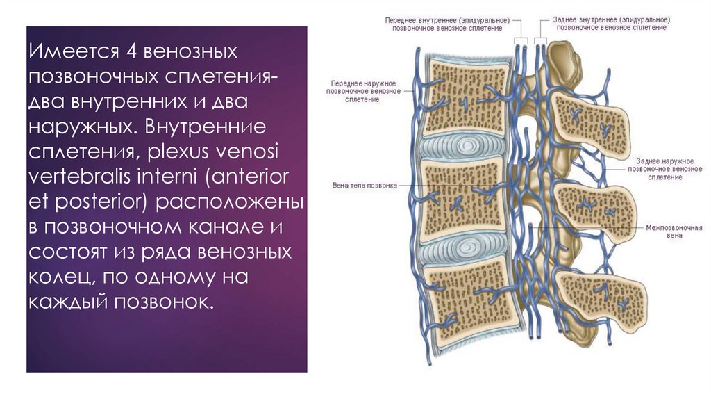 Внутренний слой стенки вены