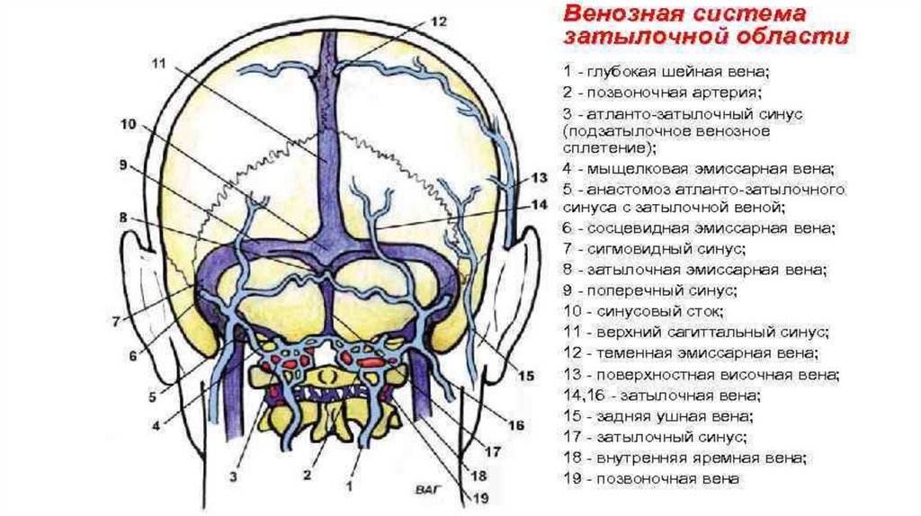 Плечеголовные вены. Внутренняя ярёмная вена - презентация онлайн