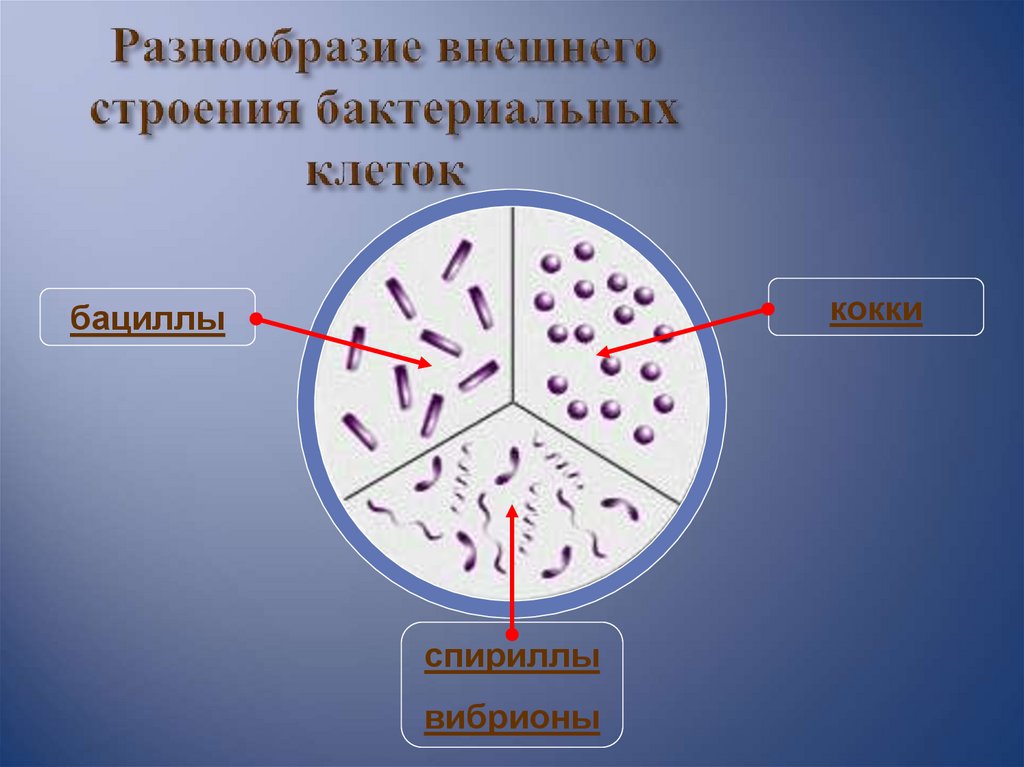 Урок биологии бактерии. Строение, разнообразие бактерий. Разнообразие внешнего строения бактериальных клеток. Строение и формы бактерий. Разнообразие клеток бактерии строение.