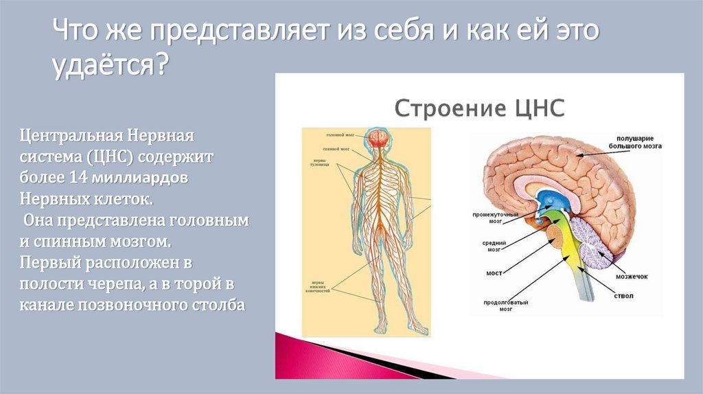 Вода какая система органов