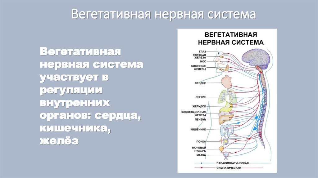 Значение нервной системы