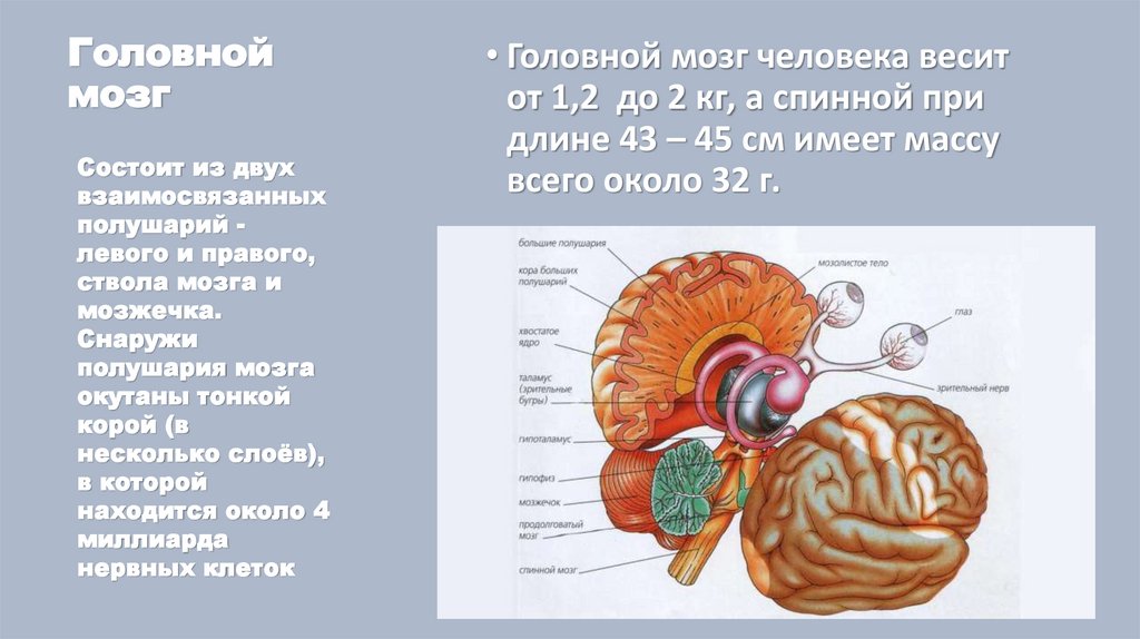 Значение нервной системы в управлении движениями и регуляции систем организма проект