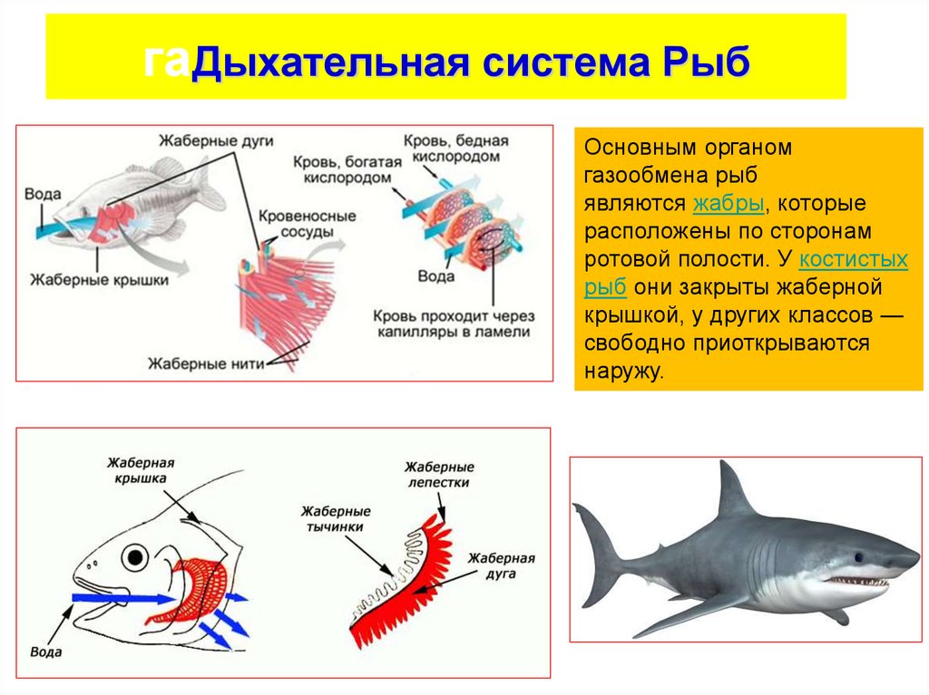 Какие системы органов у рыб. Строение лёгких рыб. Дыхательная система система у рыб строение. Дыхательная система костных рыб схема. Органы дыхательной системы у рыб.
