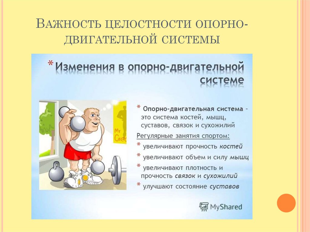 Исследование изменения своего веса, объемов тела и контура мышц под ...