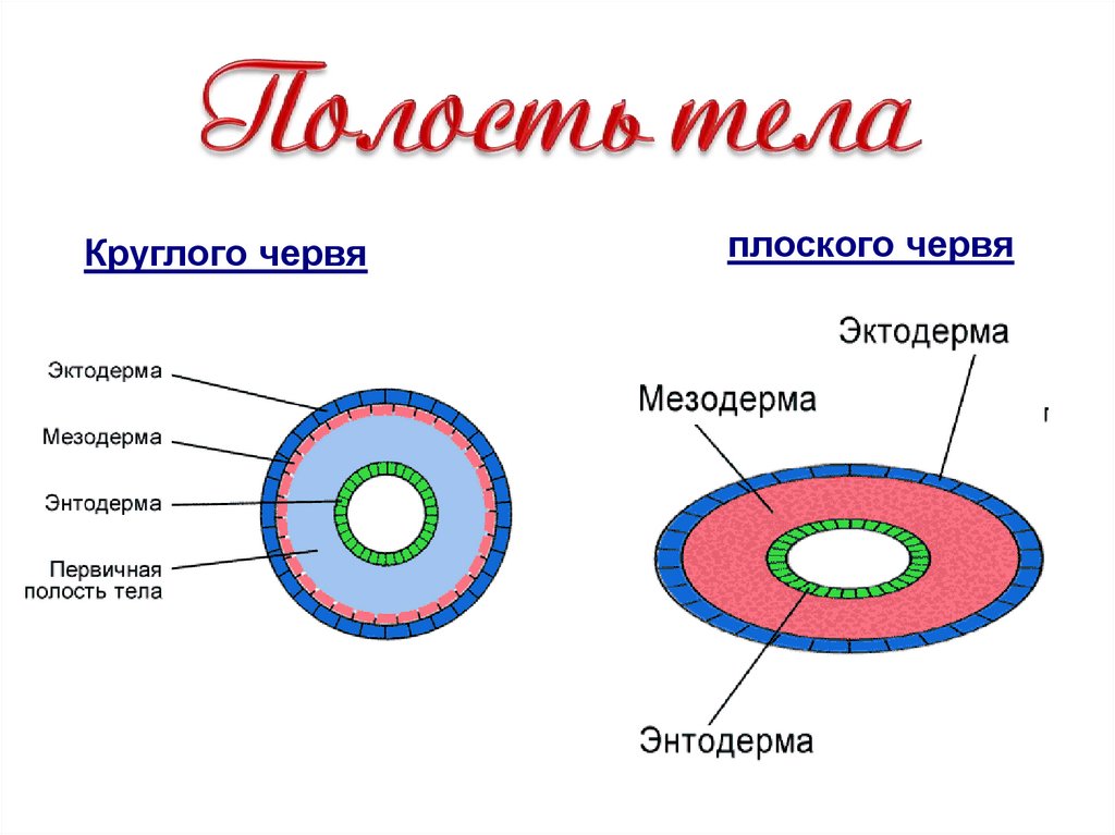Появление третьего слоя клеток. Полость тела плоских червей первичная. Круглые черви первичная полость тела. Полость тела кркглыхчервей. Полость тела круглых червей первичная вторичная.