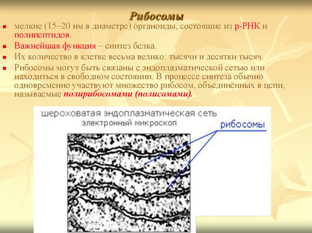 Рибосомы синтезируют полипептиды. Рибосомы. Эндоплазматическая сеть строение и функции кратко.