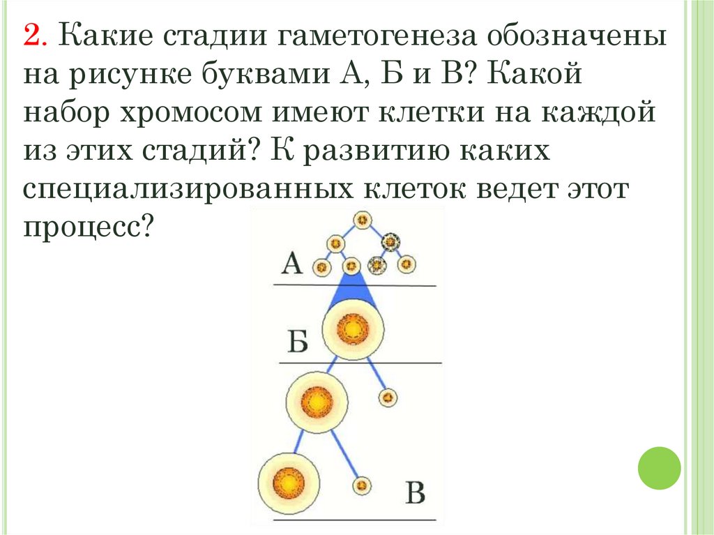 Какие стадии гаметогенеза обозначены на рисунке буквами