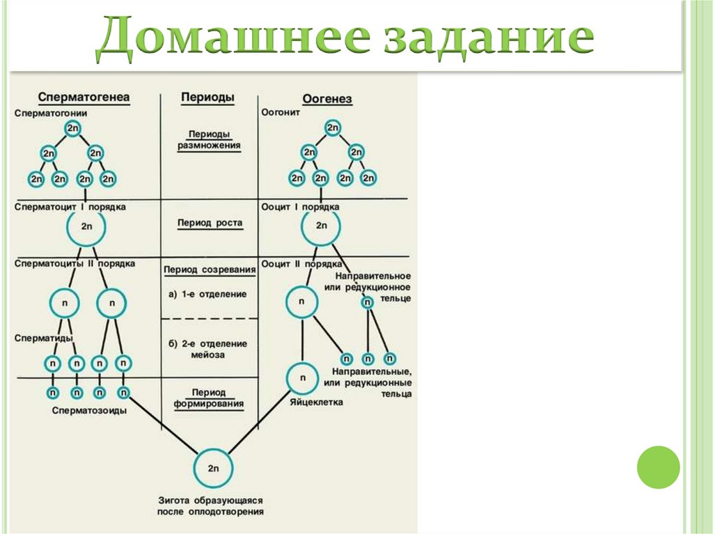 Фазы гаметогенеза и процессы