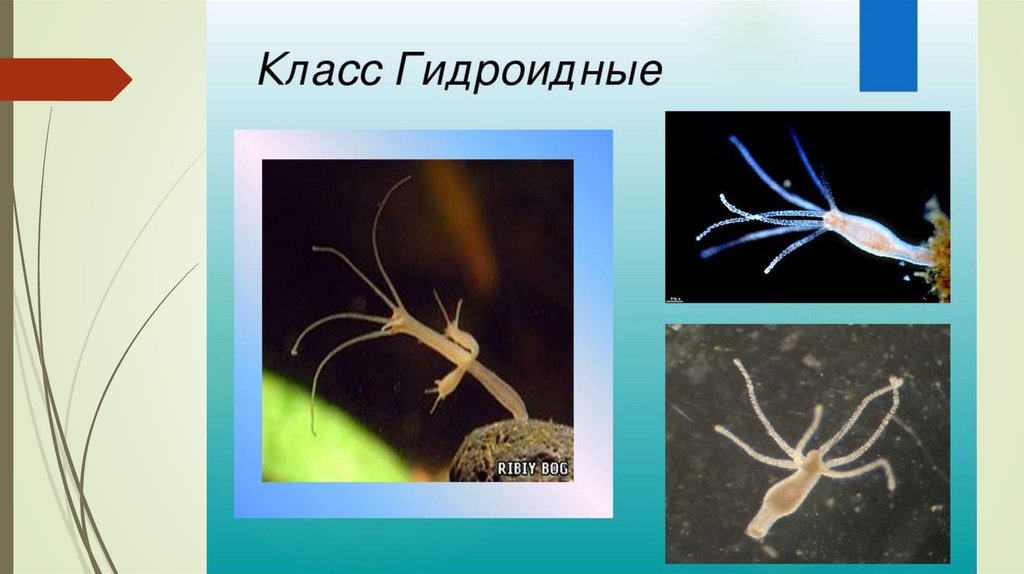 Тип кишечнополостные. Общая характеристика - презентация онлайн