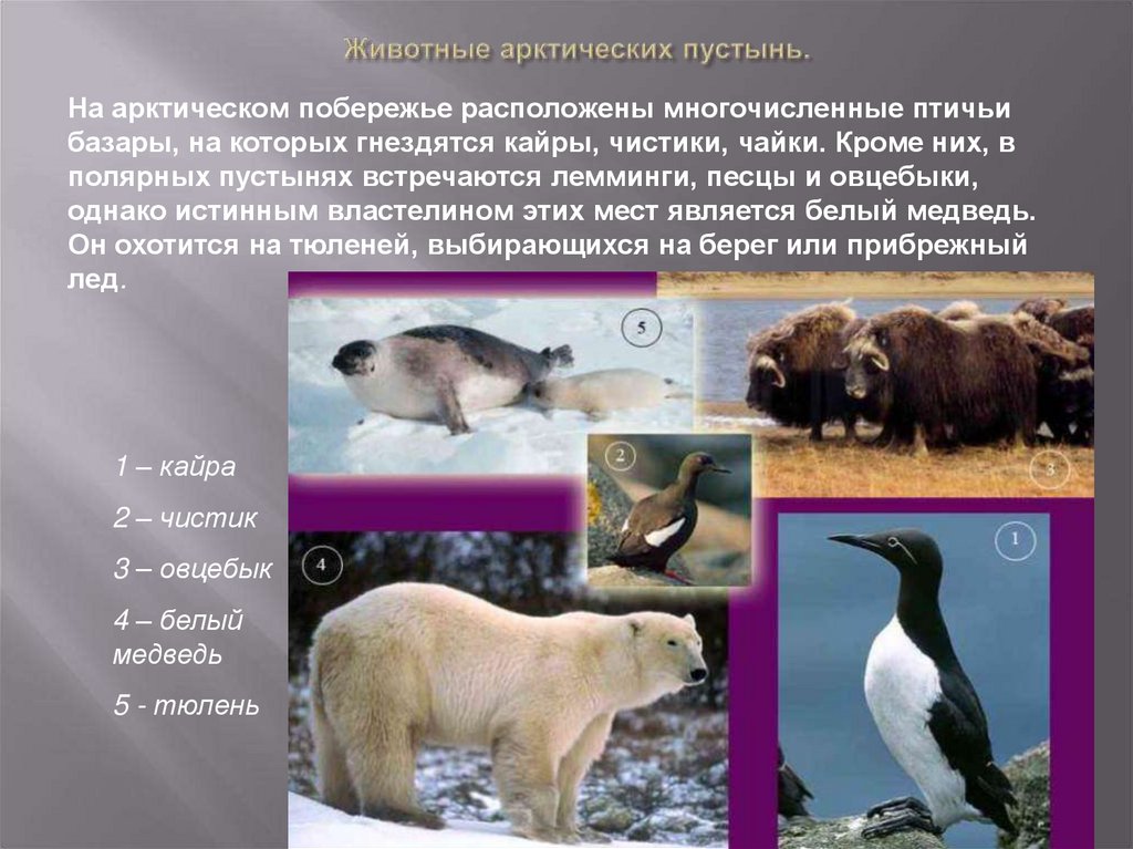 Животный мир природной зоны арктические пустыни. Животные арктических пустынь. Животный мир арктической пустыни. Арктическая пустыня животные. Арктическая зона животный мир.