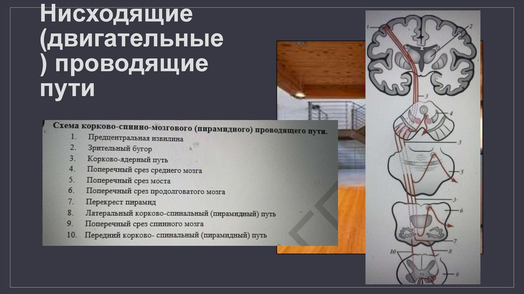 Проводящие пути спинного и головного мозга - презентация онлайн