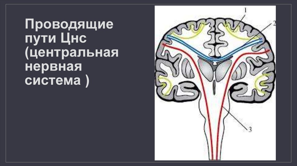 Проводящие пути спинного и головного мозга - презентация онлайн