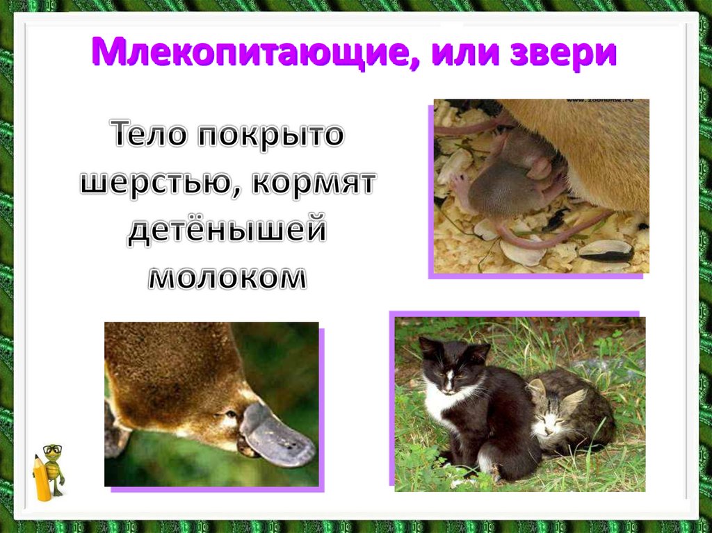 Разнообразие животных - презентация онлайн