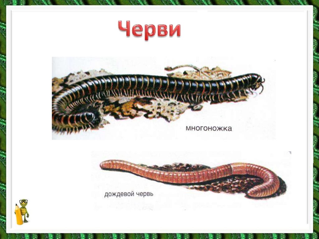 Разнообразие животных - презентация онлайн
