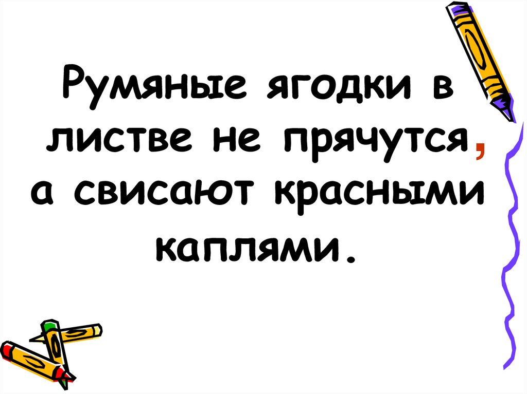 Румяные ягодки в листве не прячутся а свисают красными каплями.