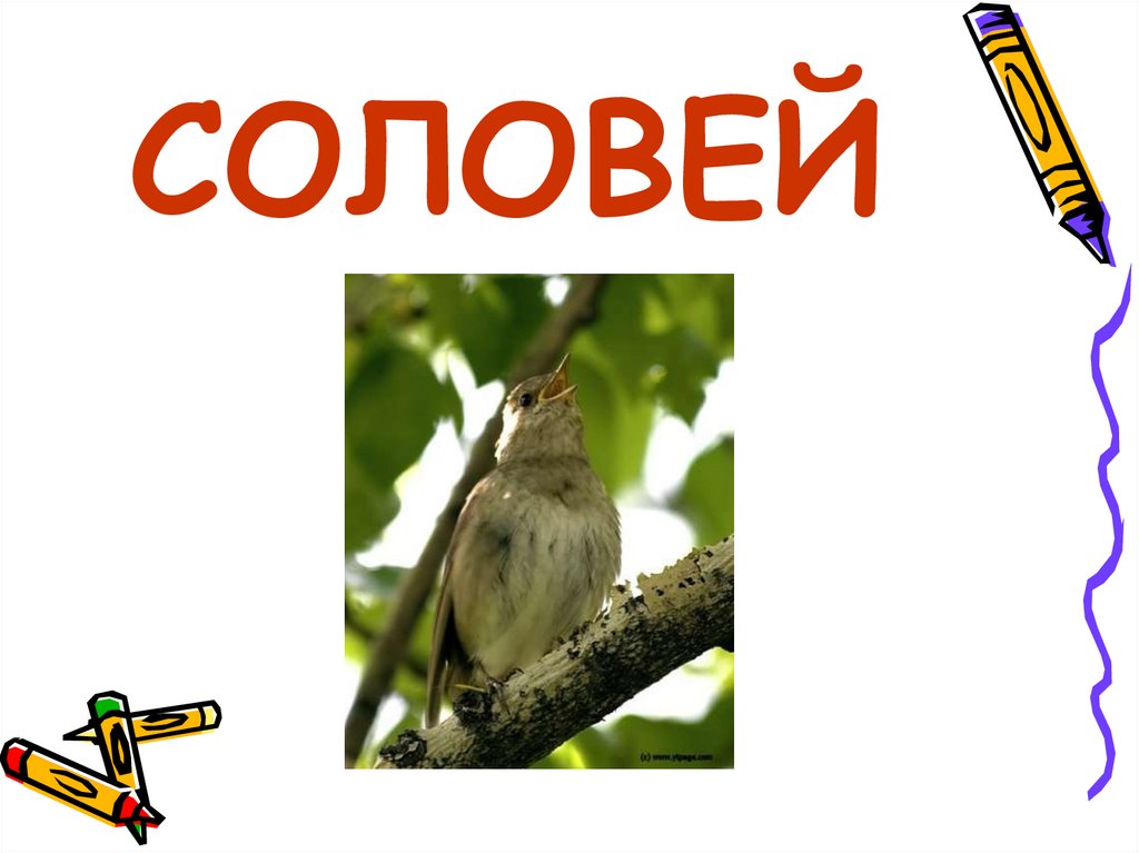 СОЛОВЕЙ