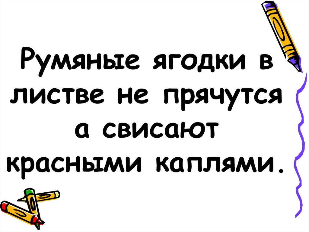 Румяные ягодки в листве не прячутся а свисают красными каплями.