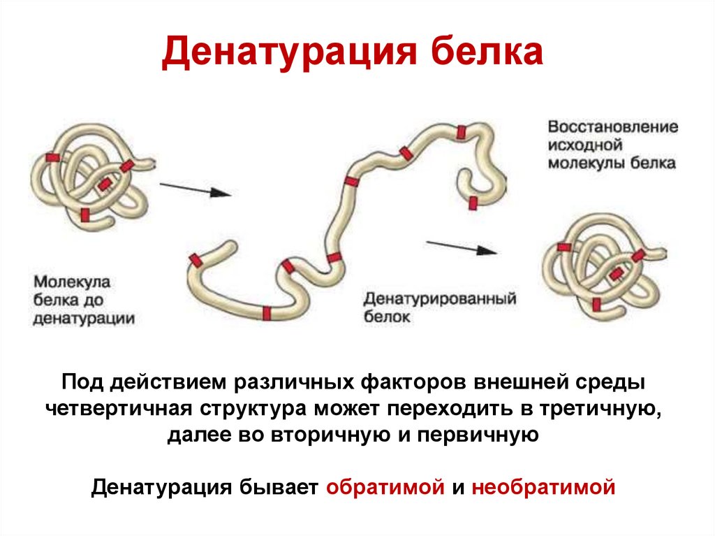 Белки - презентация онлайн