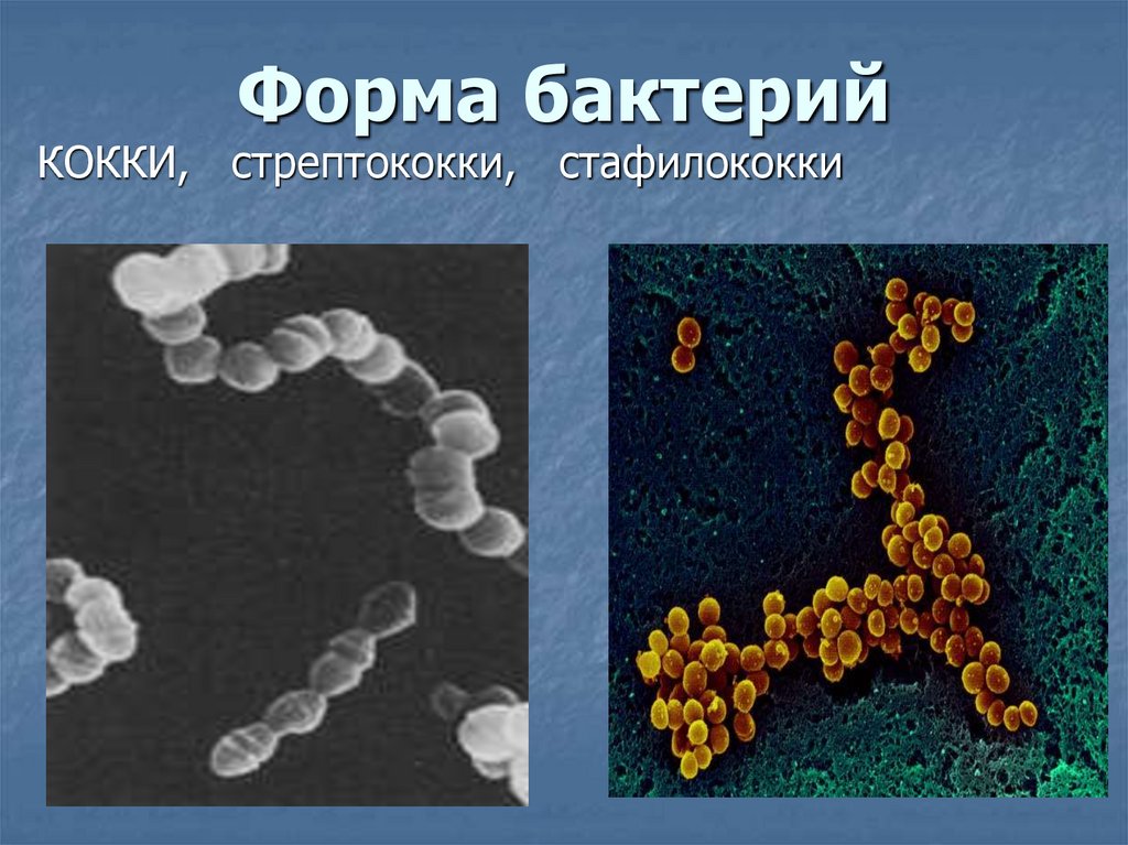 S форма бактерий. Диплококки бактерии. Бактерии доядерные организмы 7 класс. Диплококки форма бактерии. Сарцины.
