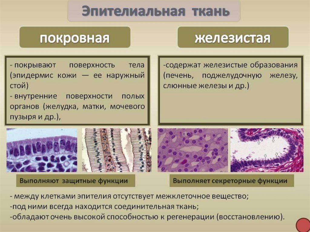 Эпителиальные ткани - презентация онлайн