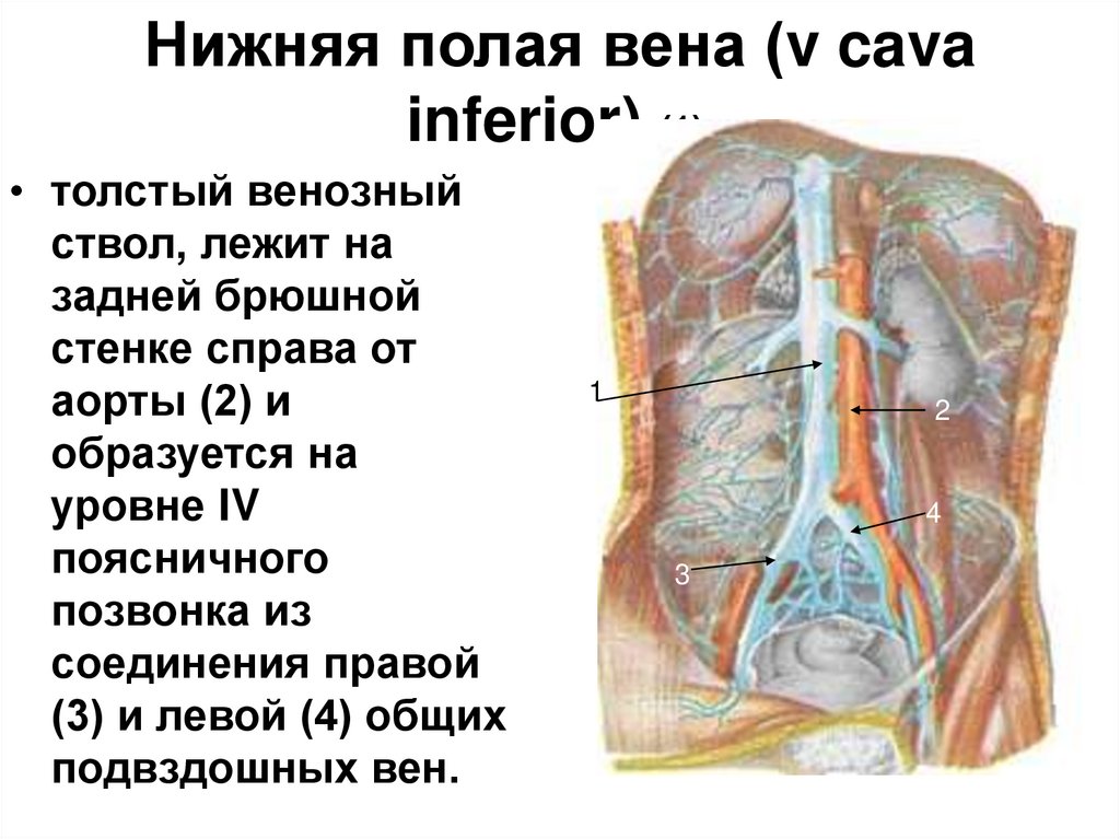 Нижняя полая вена в какой полости. Венозная система. Каким номером на рисунке обозначена нижняя полая Вена ЕГЭ.