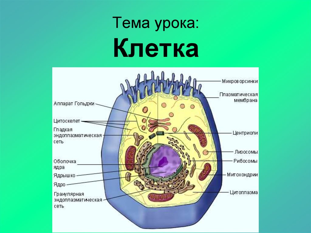 Наименьшая структурная и функциональная единица живого