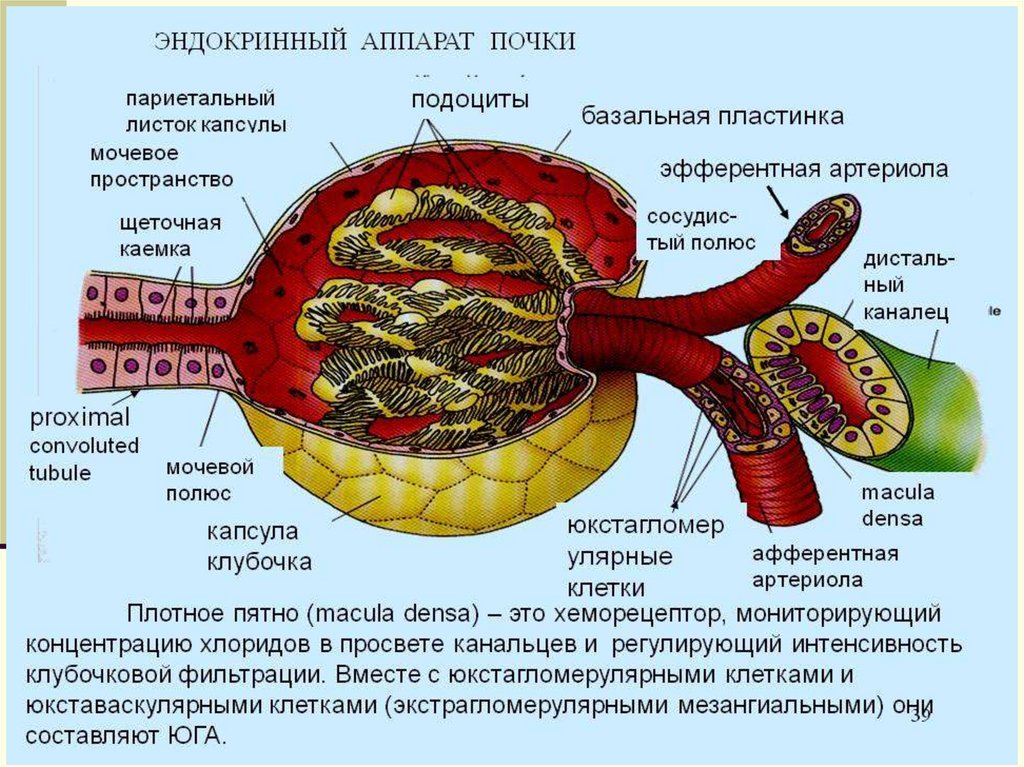 Внутренняя секреция сердца