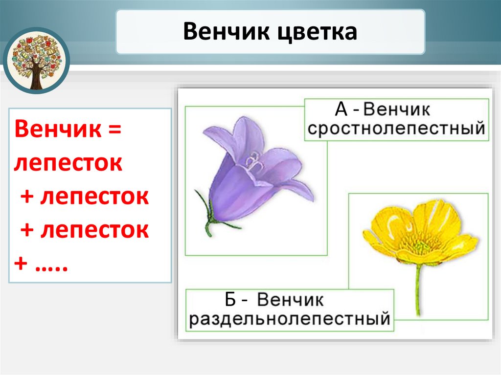 Цветок. Урок №14 - презентация онлайн